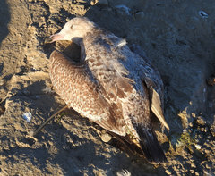 Larus argentatus smithsonianus