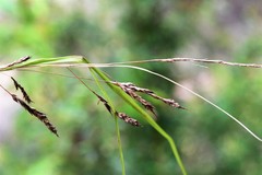 Carex longebrachiata