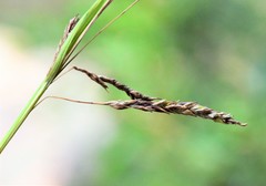 Carex longebrachiata