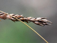 Carex longebrachiata