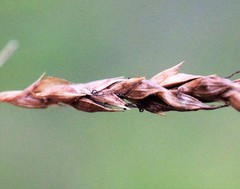 Carex longebrachiata