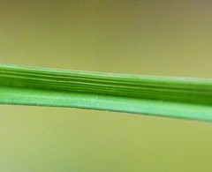 Carex longebrachiata