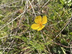Eschscholzia lobbii