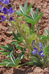 Lupinus pusillus pusillus
