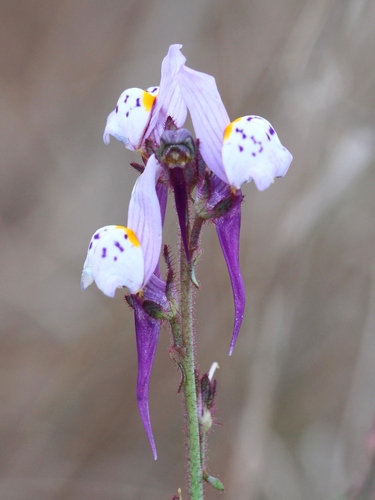 Linaria amethystea