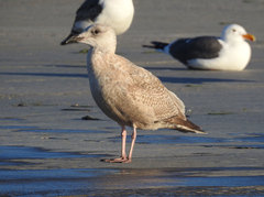 Larus argentatus × glaucescens