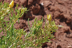 Mentzelia uintahensis