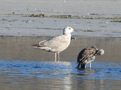 Larus argentatus × glaucescens