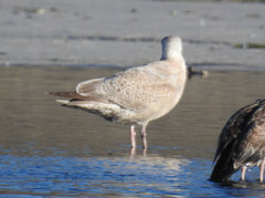 Larus argentatus × glaucescens