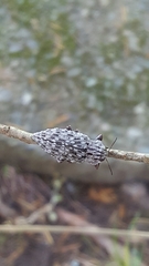 Dicerca crassicollis