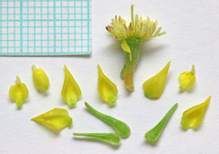 Mentzelia uintahensis