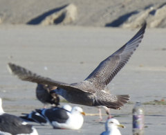 Larus argentatus × glaucescens