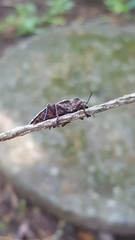 Dicerca crassicollis