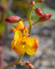 Hoffmannseggia minor