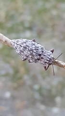 Dicerca crassicollis