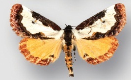 Eudryas brevipennis