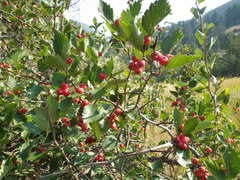 Crataegus macracantha