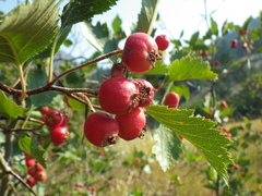 Crataegus macracantha