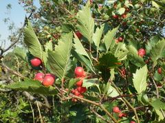 Crataegus macracantha