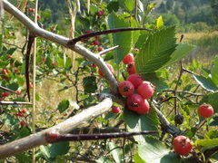Crataegus macracantha