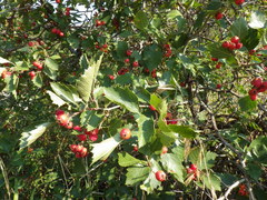 Crataegus macracantha
