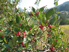 Crataegus macracantha