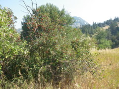 Crataegus macracantha