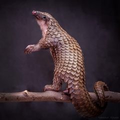 Phataginus tricuspis
