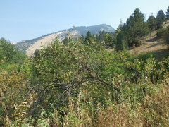 Crataegus macracantha