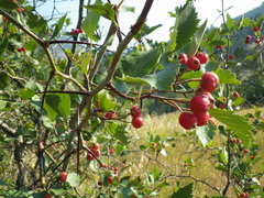 Crataegus macracantha