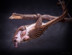 Phataginus tricuspis