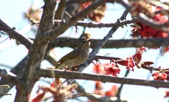 Lichmera indistincta ocularis