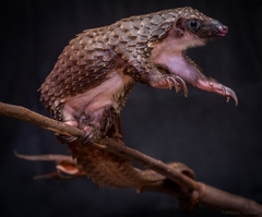 Phataginus tricuspis