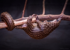 Phataginus tricuspis