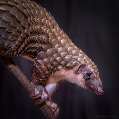 Phataginus tricuspis