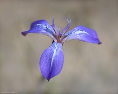 Mastigostyla cyrtophylla