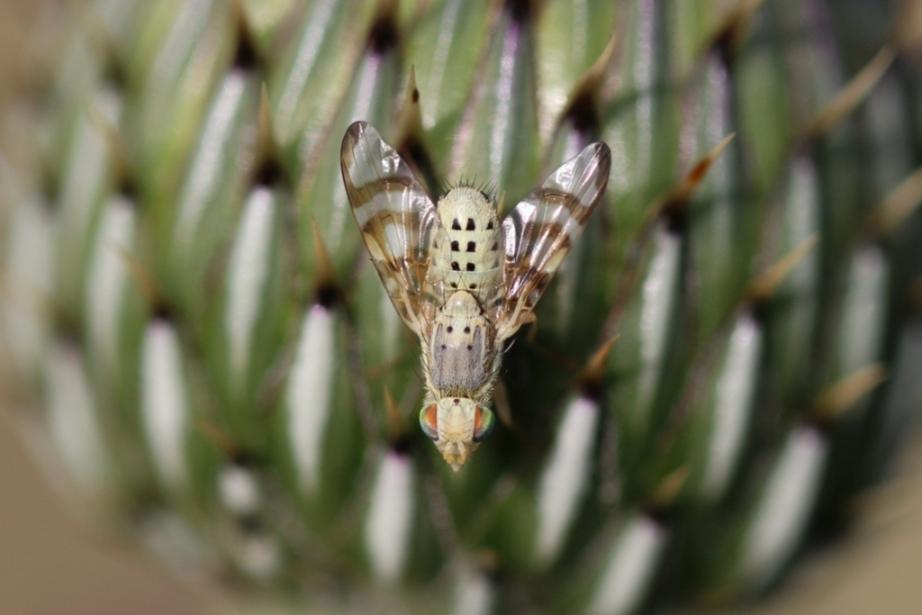 Terellia palposa