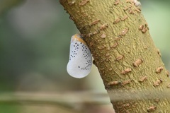 Poekilloptera phalaenoides