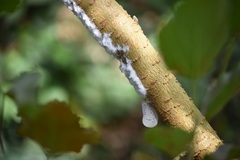Poekilloptera phalaenoides