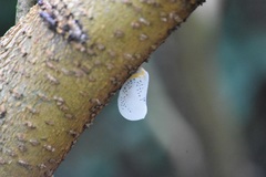 Poekilloptera phalaenoides