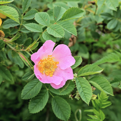 Rosa marginata