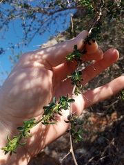 Adenocarpus telonensis