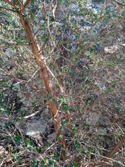 Adenocarpus telonensis