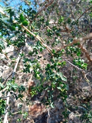 Adenocarpus telonensis