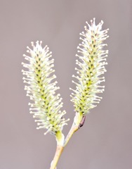 Salix sericea