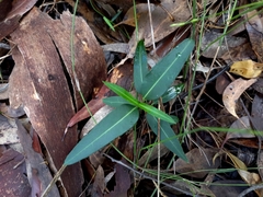 Leichhardtia coronata