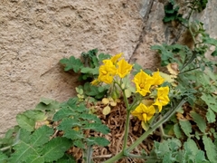 Solanum habrochaites