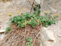 Solanum habrochaites