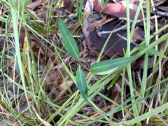 Leichhardtia coronata