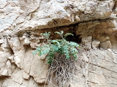 Solanum habrochaites